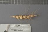 Click for 1 image(s) for this accession. Spike
